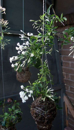 Tendance : Le kokedama, art végétal venu du Japon
